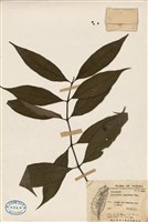 藏品(日本雞屎樹)的圖片